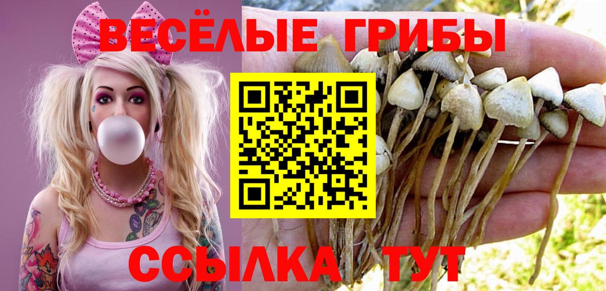Тайшет  Псилоцибиновые грибы GOLDEN TEACHER  Вход с VPN  наркотики  Псилоцибиновые грибы Psilocybe 